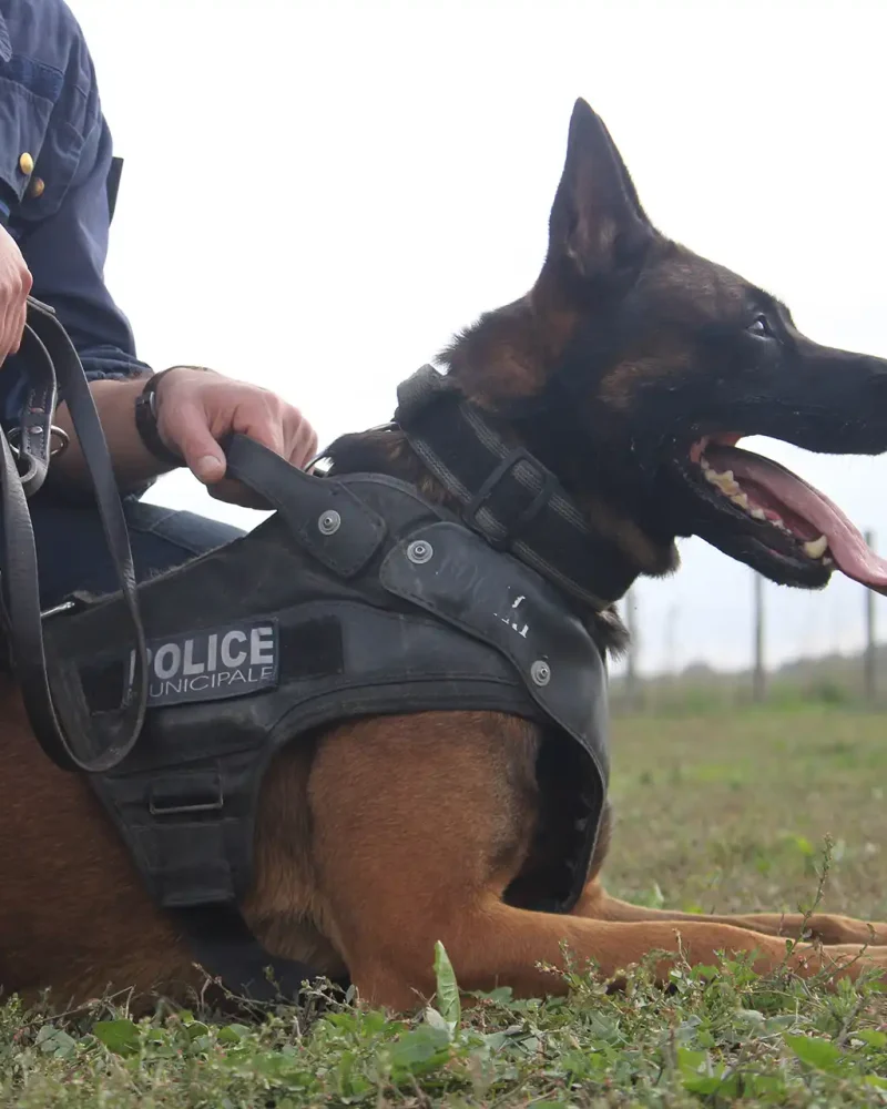 Formation maitre-chien cynotechnique Vendée