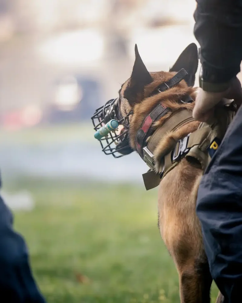 Formation ajout chien agent cynotechnique en Vendée par TACT K9